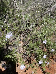 Prostanthera behriana