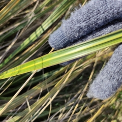 Austroderia richardii