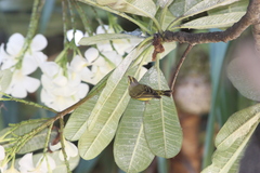 Crithagra mozambica