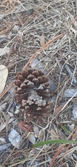 Pinus elliottii