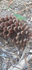 Pinus elliottii