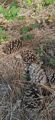 Pinus elliottii