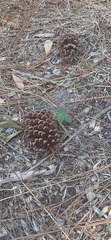 Pinus elliottii