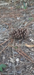 Pinus elliottii