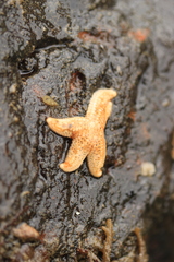 Evasterias troschelii