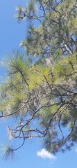 Pinus elliottii