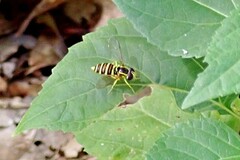 Xanthogramma flavipes