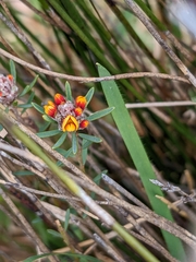 Pultenaea dentata
