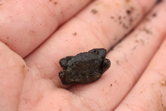 Lophopanopeus bellus