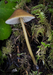 Entoloma formosum