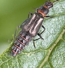 Carphurus strigicollis