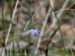 Dianella rara