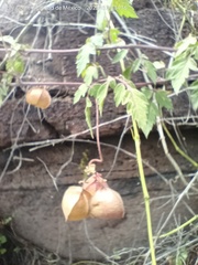 Cardiospermum corindum