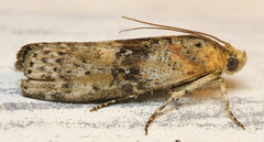 Sciota virgatella