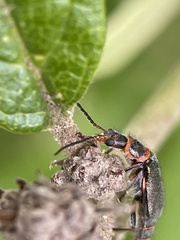 Carphurus strigicollis