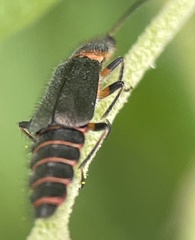 Carphurus strigicollis
