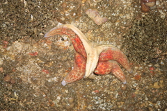 Dermasterias imbricata