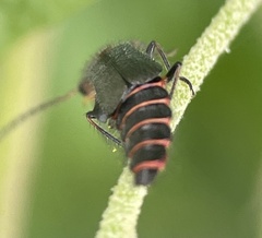 Carphurus strigicollis