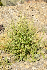 Lippia graveolens