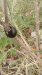 Solanum elaeagnifolium