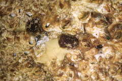 Onchidoris bilamellata