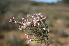 Aspalathus submissa