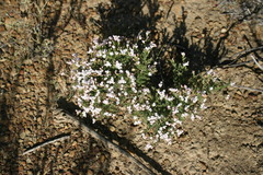 Aspalathus submissa