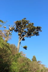 Dacrydium cupressinum
