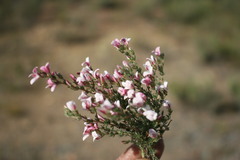 Aspalathus submissa