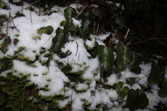 Hymenophyllum nephrophyllum