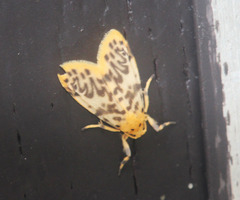 Miltochrista cuneifera