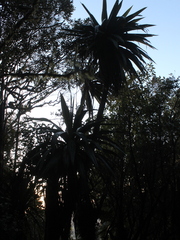 Cordyline indivisa