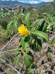 Cascabela ovata