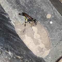 Sceliphron madraspatanum