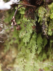 Hymenophyllum multifidum