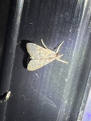 Steniodes declivalis