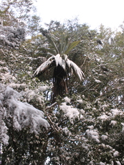 Cordyline indivisa