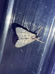 Steniodes declivalis