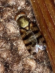 Ulidiidae