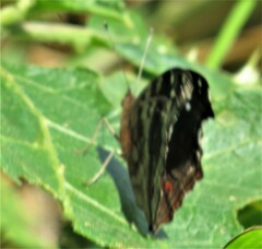 Junonia natalica natalica