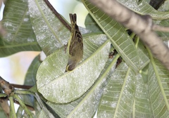 Crithagra mozambica