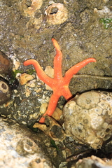 Henricia