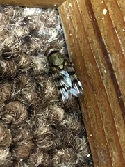 Ulidiidae