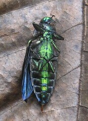 Belionota prasina