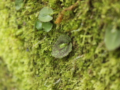 Corybas oblongus