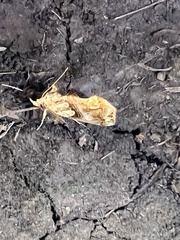 Plusiodonta compressipalpis