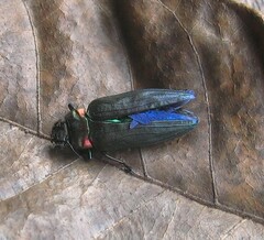 Belionota prasina
