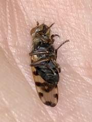 Ulidiidae