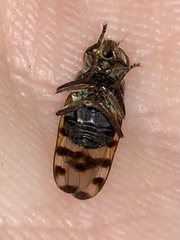 Ulidiidae