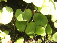 Corybas trilobus aggregate